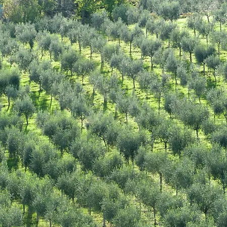 In Umbria Near Montefalco Winery Ferienhaus *